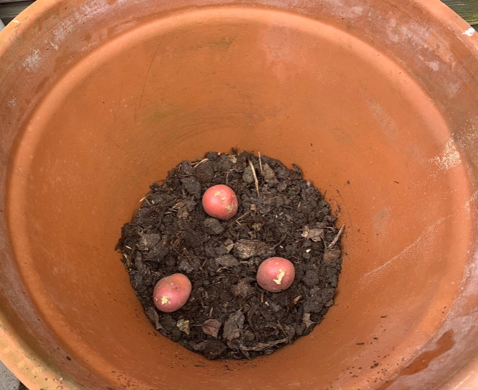 planting potatoes in a container
