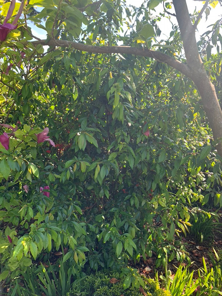 Chaenomeles speciosa