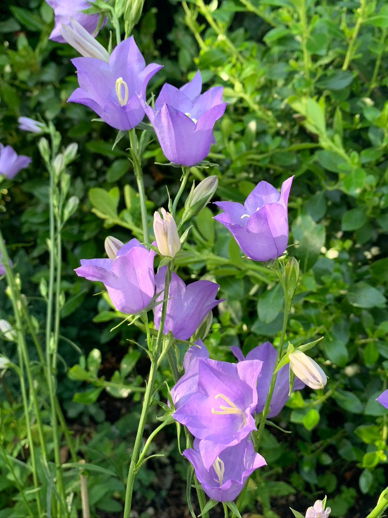 Campanula persicifolia