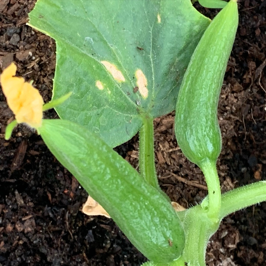 Cucumber Burpless