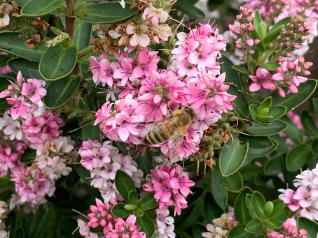 Things to do in the garden during lockdown day 100: be mindful of the pollinators