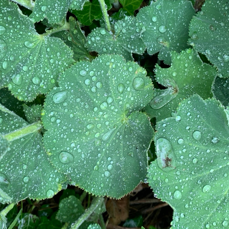 water on Alchemilla mollis