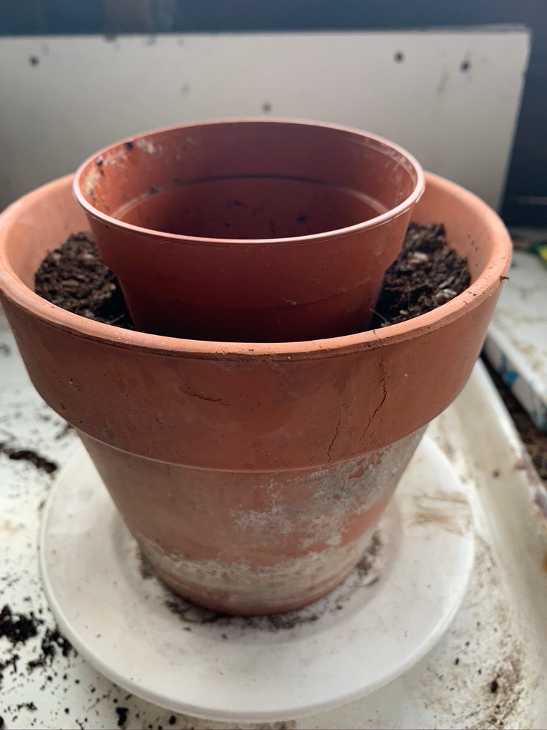 repotting succulents