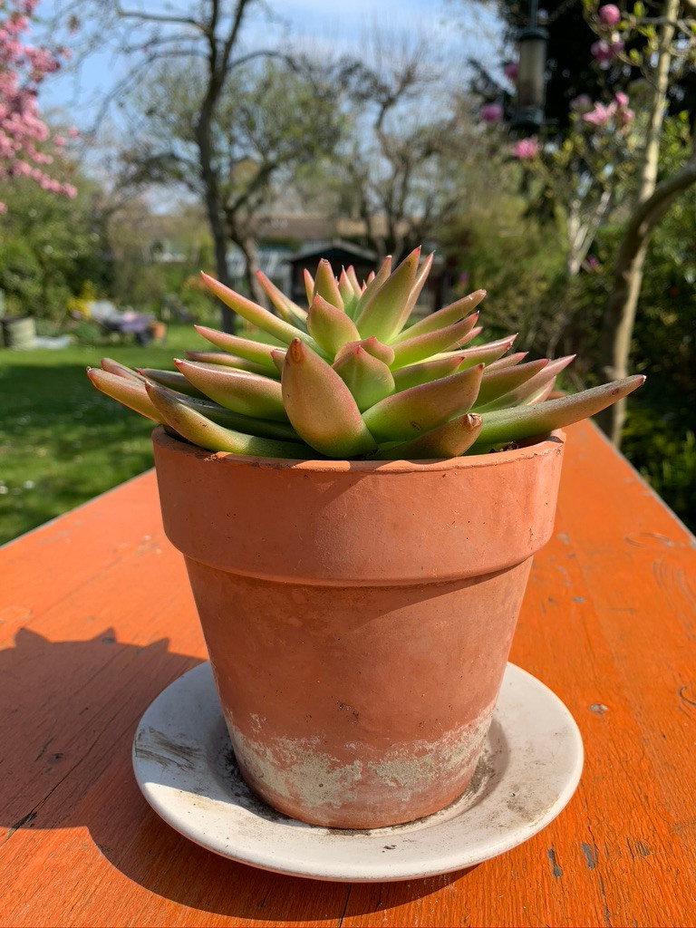 Echeveria succulent