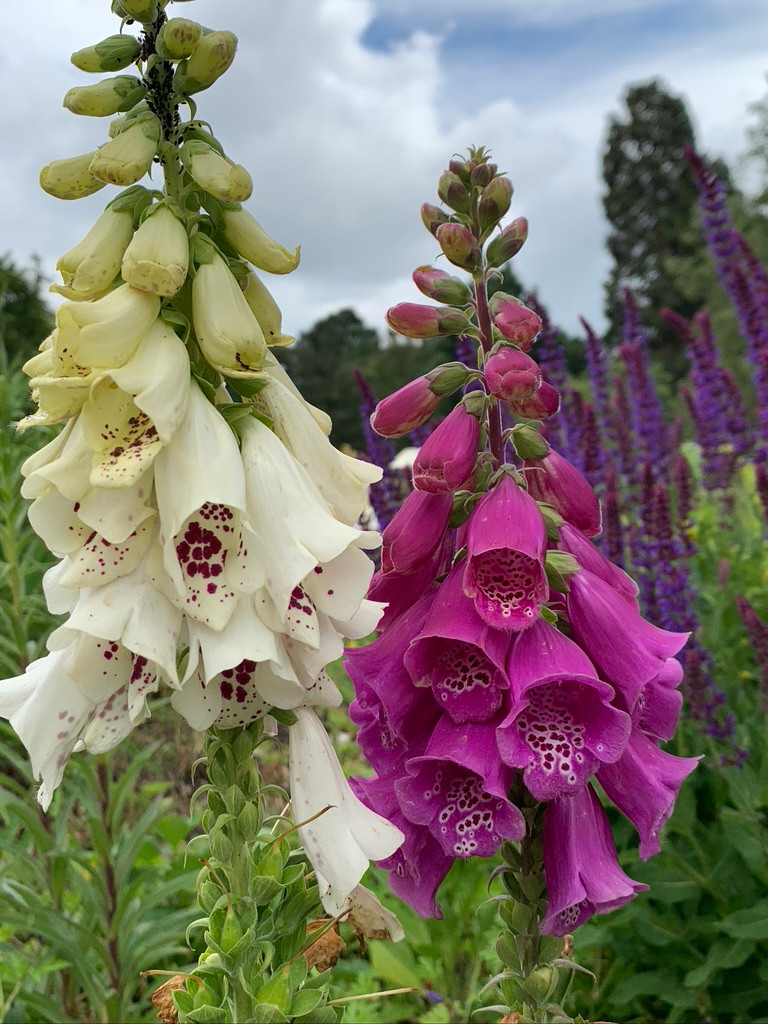 Foxgloves at Cambridge University Botanic Garden
