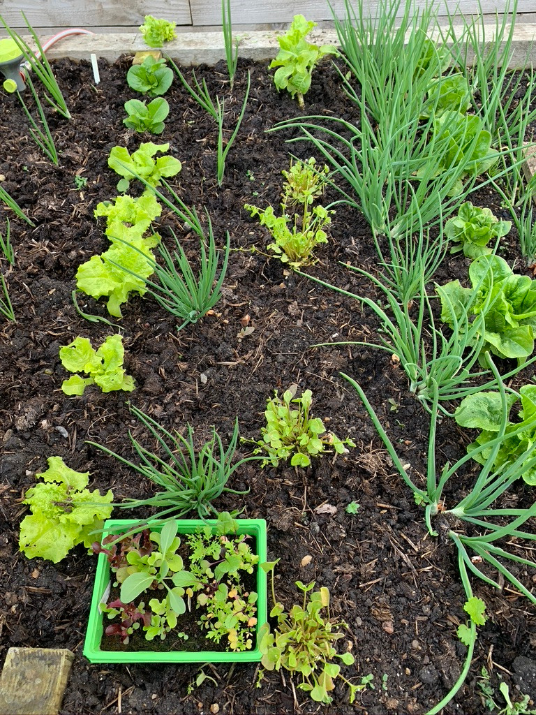 planting lettuce seedlings