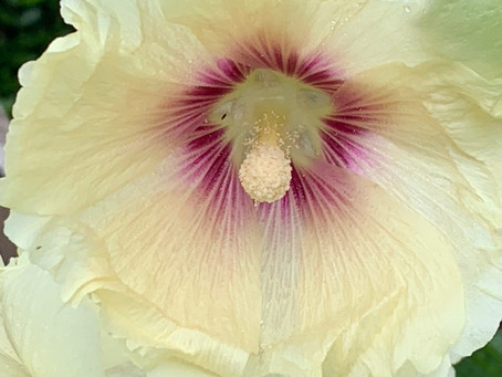 Things to do in the garden during lockdown day 92: scout out the hollyhocks