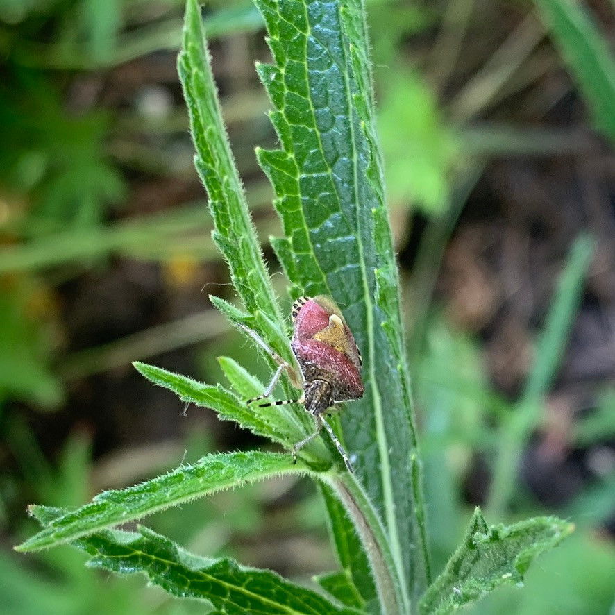 shield bug