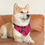 Thumbnail: Pet Bandana Collar - Trippin