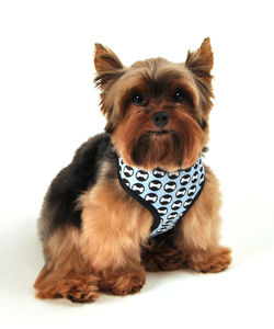  Original Bone T-Stap Harness.jpeg