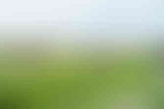 鐵路高架橋與花海山景