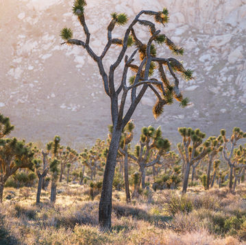 mojave desert, joshua tree, national park, california, landscape photography