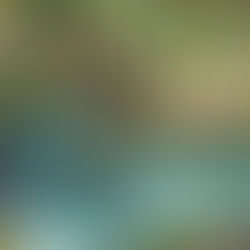 Sources chaudes tropicales de Mataranka : nager avec les libellules, le bonheur est dans la rivière!