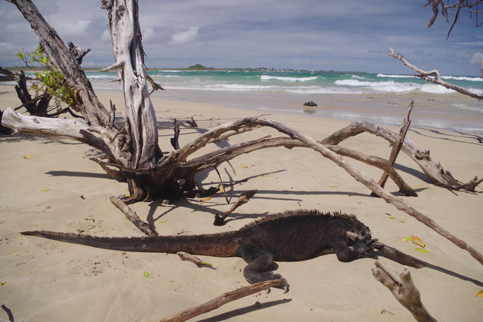 Isabela, Galapagos : randonnée au Muro de Las Lagrimas : plutôt exaltant !