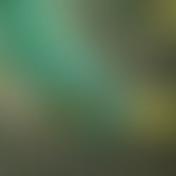 Derniers jours à Nosy Be: petites et grosses bêbêtes