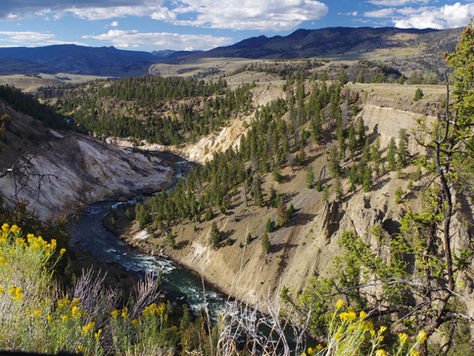 Yellowstone, scène 1, le Nord-Est : royaume des bisons et des rivières enchantées