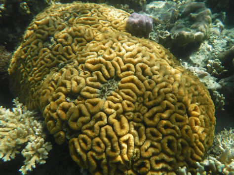 Les trésors sous marins de Coron : insoupçonnables !