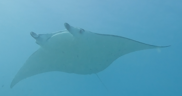Les raies manta, joyaux de Maupiti...