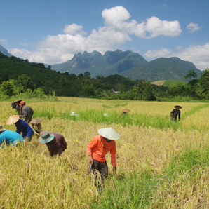 laos luang prabang niang khiaw lumieres rizières paysans douceur
