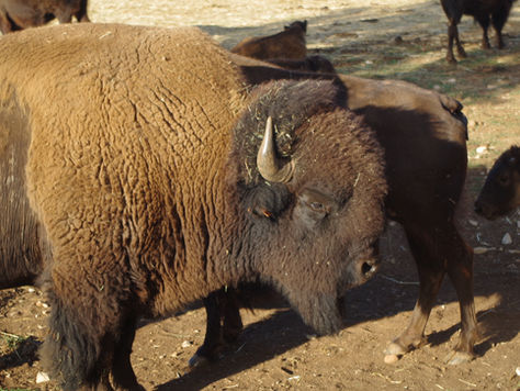 Des paysages aux airs d'Amériques : bisons et prairies du Gard, on a même nagé dans "le Bonheur"!
