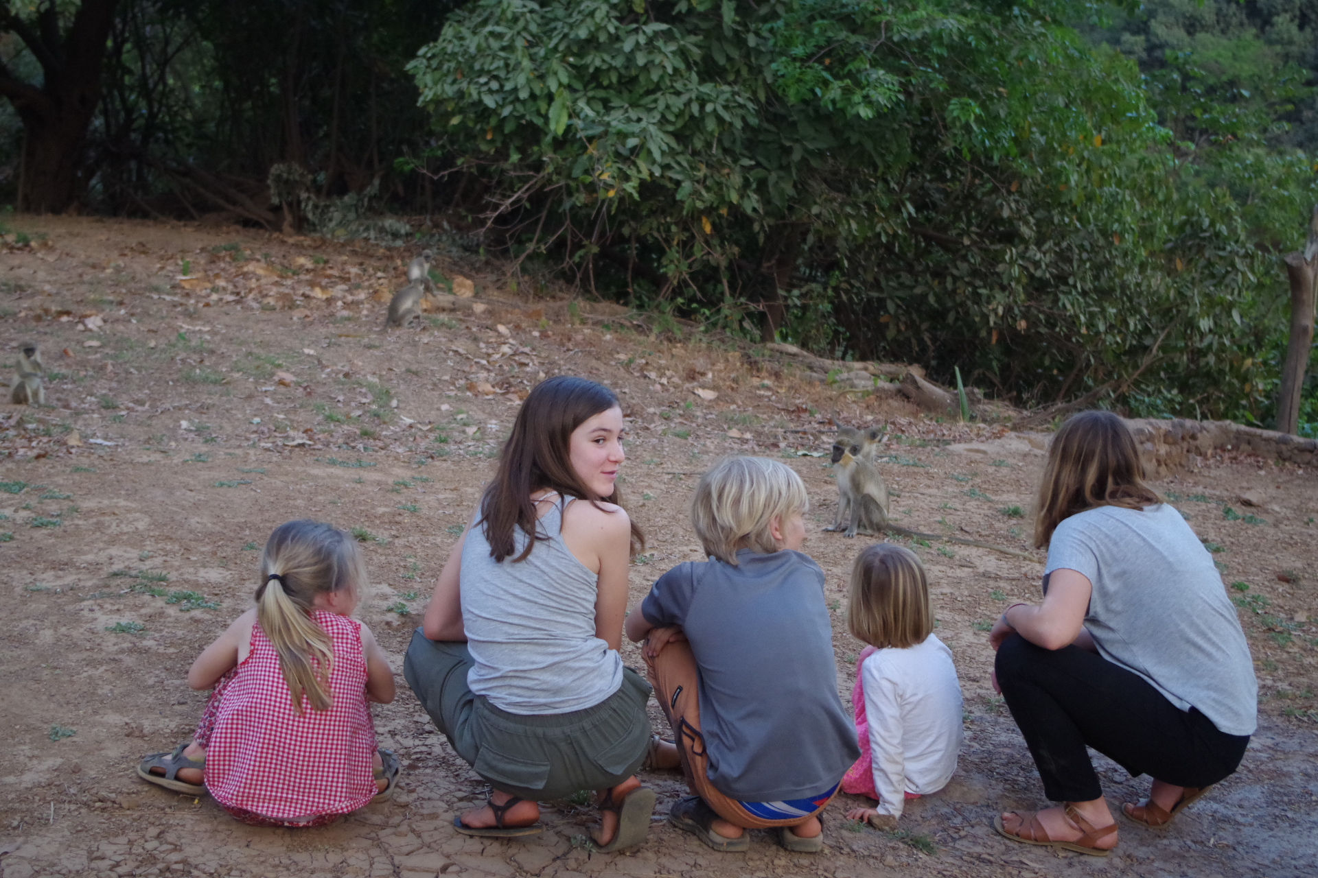 les singes font le spectacle!
