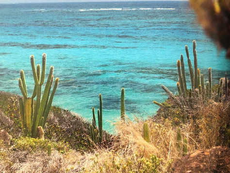 Dans la vie, il y a des cactus!