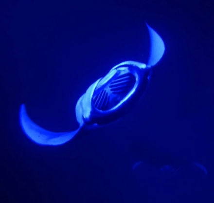 Danse avec les mantas...