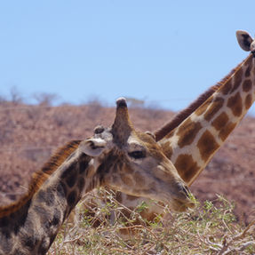 Damaraland : quand la route nous réserve de belles surprises!