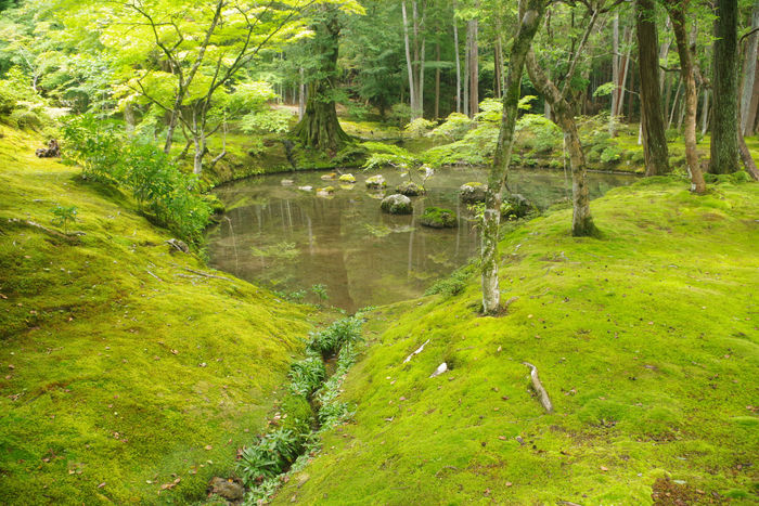 Kyoto, le Temple des Mousses : calligraphie et promenade enchantée