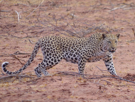 Sur les traces des léopards, quand Okonjima nous sort le grand jeu : des scènes de vie exceptionnelles !!!