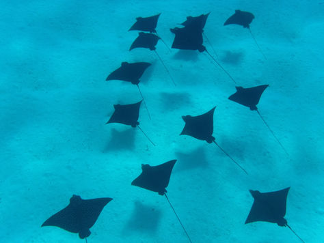 Les élégantes de Bora Bora : émouvant ballet sous-marin