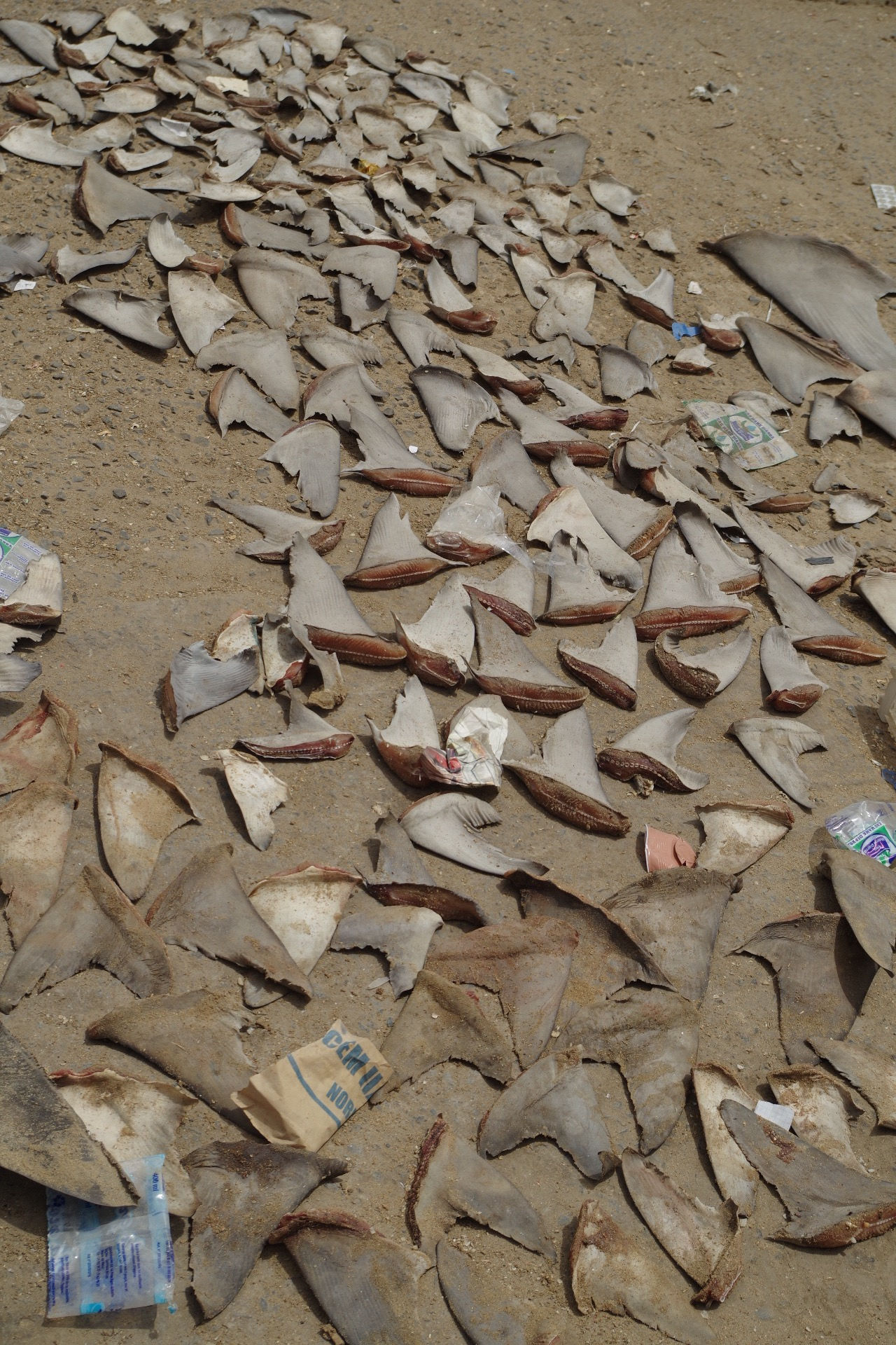 ailerons de requins...