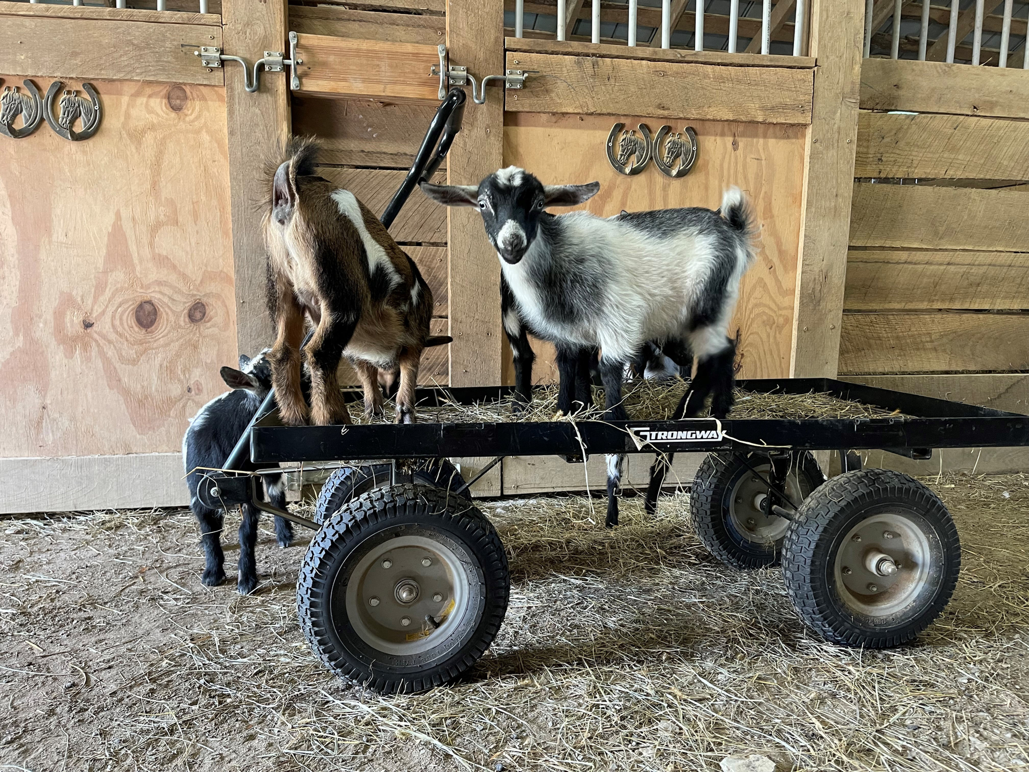 Nigerian Dwarf Goats