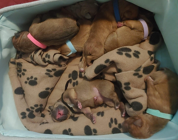 Olde-English-Bulldog-Pups.png
