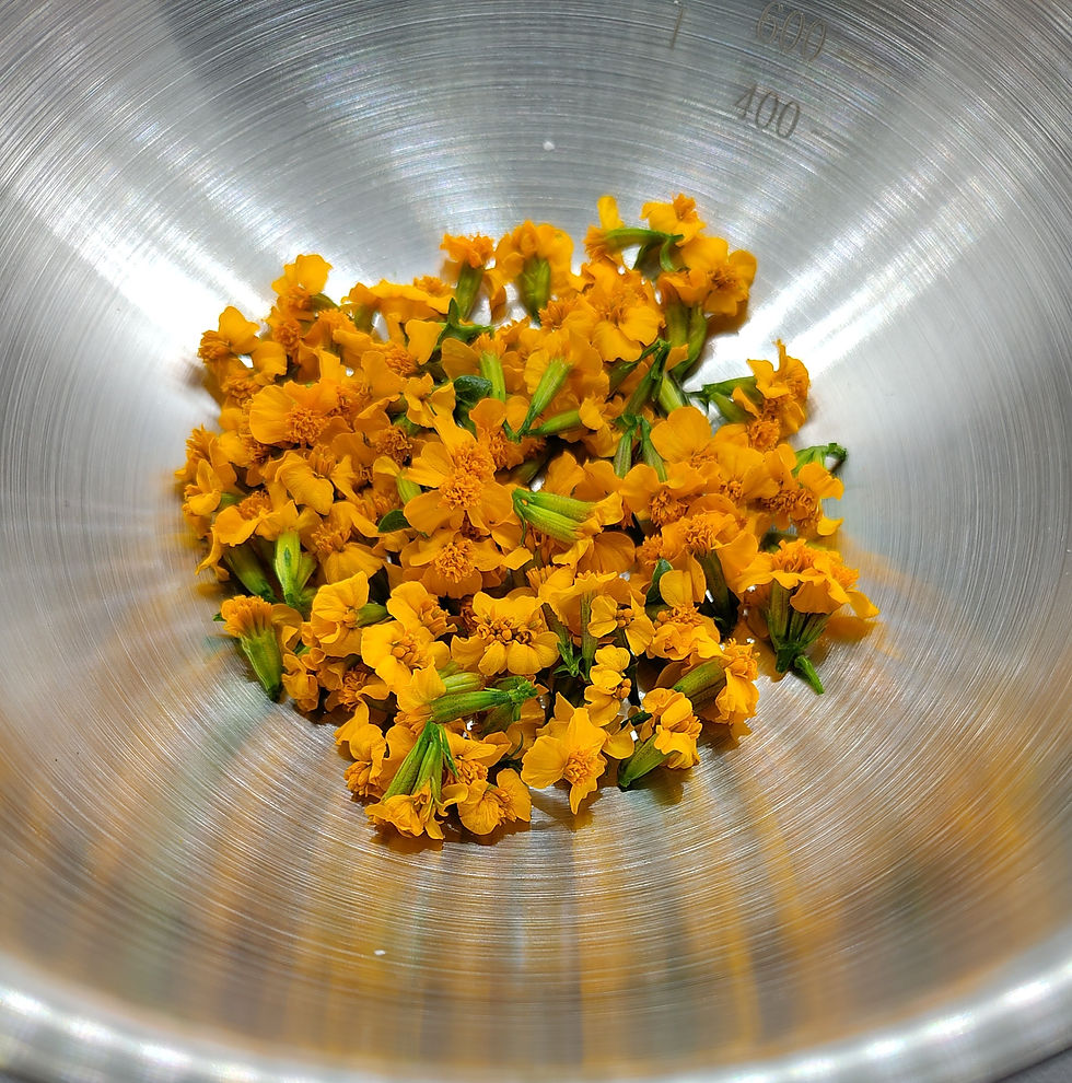 Thumbnail: Herbal Blossom Infusion - 10 bags in Dragon Tin