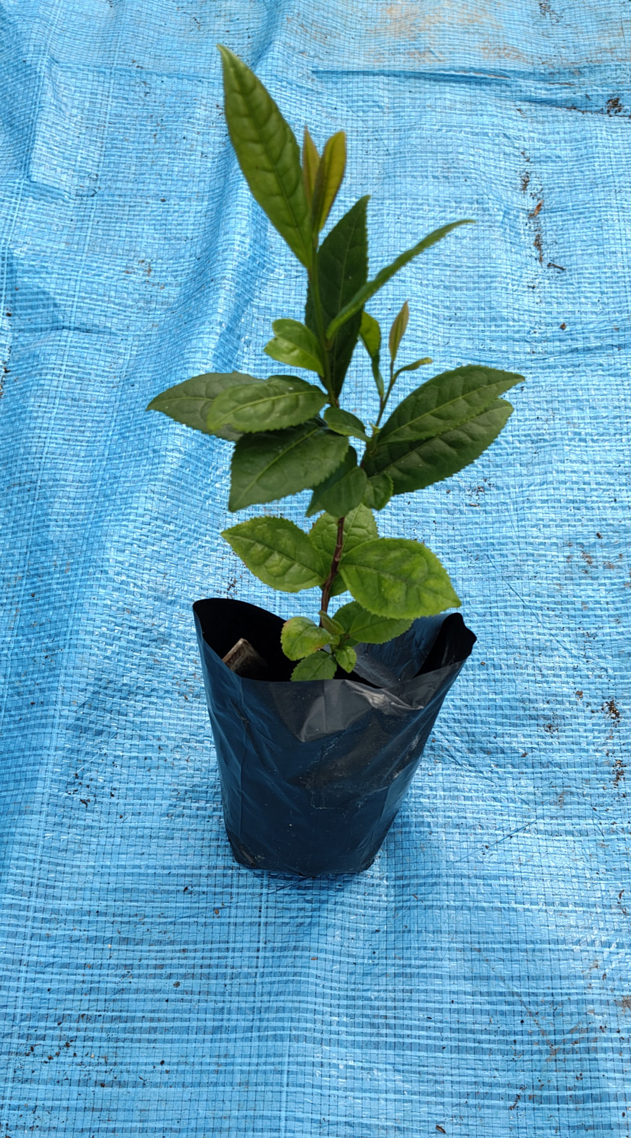 Camellia sinensis (Tea Plant: Pot Luck)