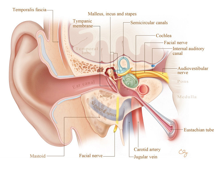 ear_diagram2.jpeg