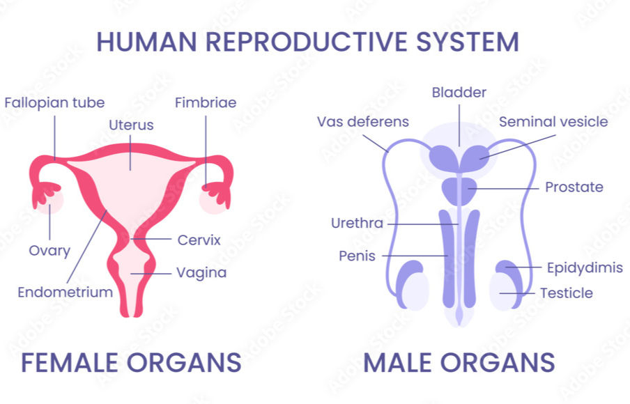 Thumbnail: REPRODUCTION 
