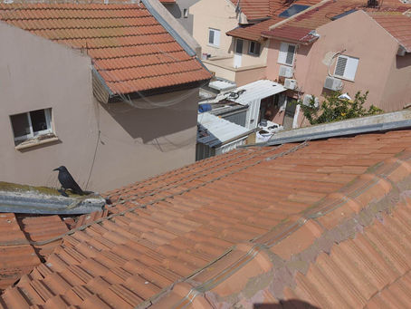 הרחקת יונים באופקים