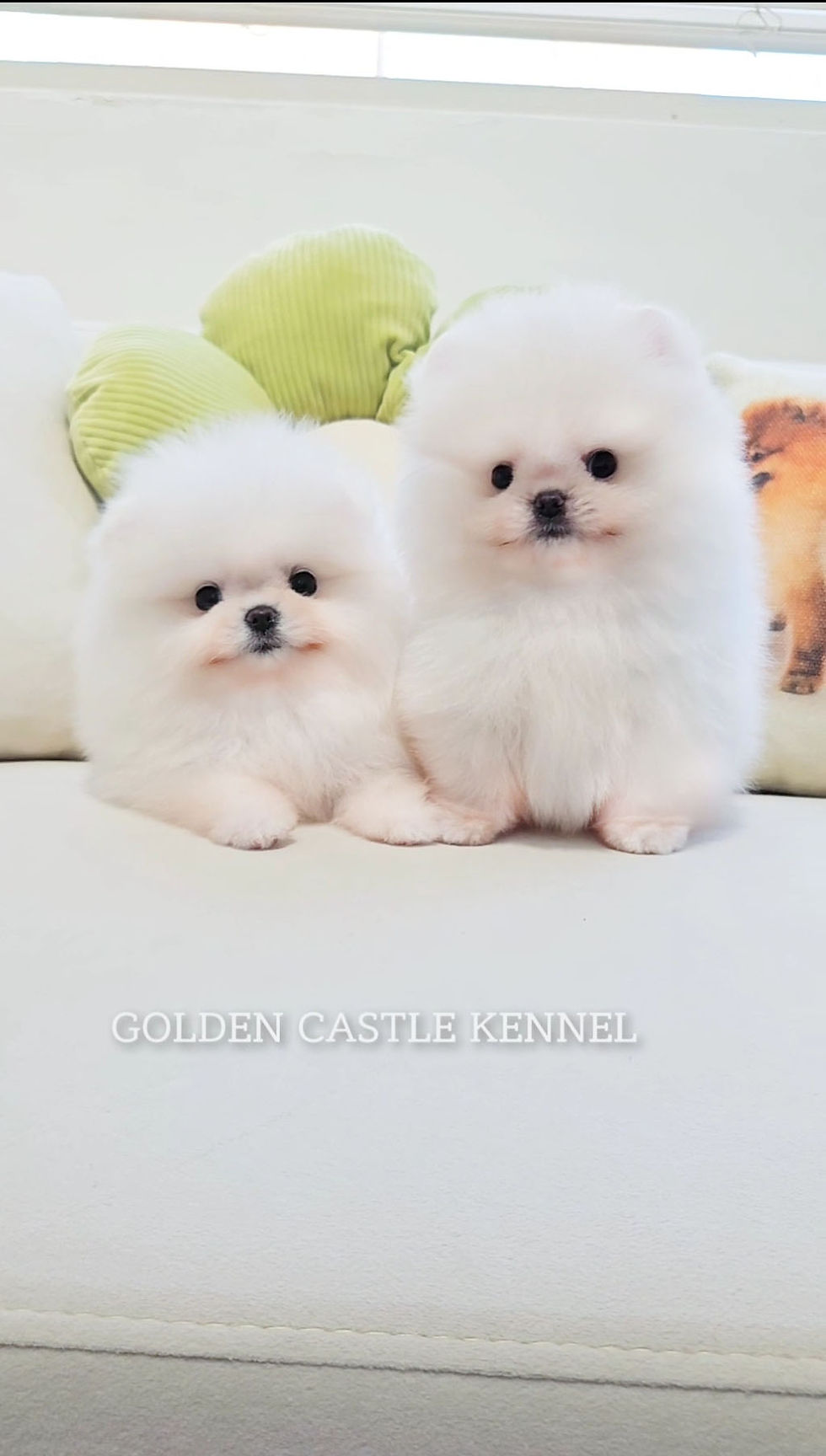 섬네일: 앙이/화이트포메라니안분양|포메라니안전문견사|whitepomeranian|whitepomeranianpuppy|Koreanpomeranian|KoreaPomeranian|pomeranianpuppies|포메라니안브리더|포메라니