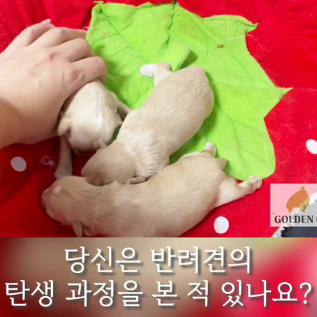당신은 반려견의 탄생 과정을 본 적 있나요?