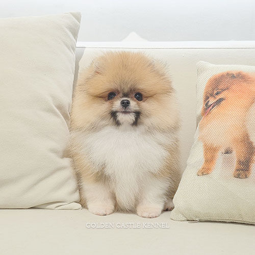 섬네일: 루비|파티포메라니안분양|골든캐슬포메라니안전문견사