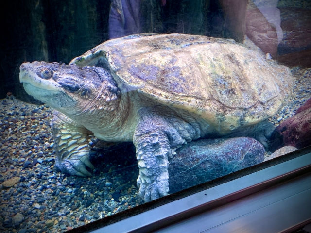 特定動物イメージ