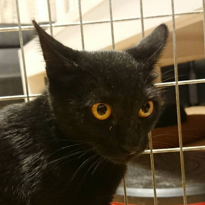 ようかん（♂）