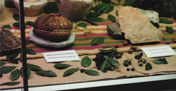 Pane Manifesto, pane Antica Roma e Preistoria