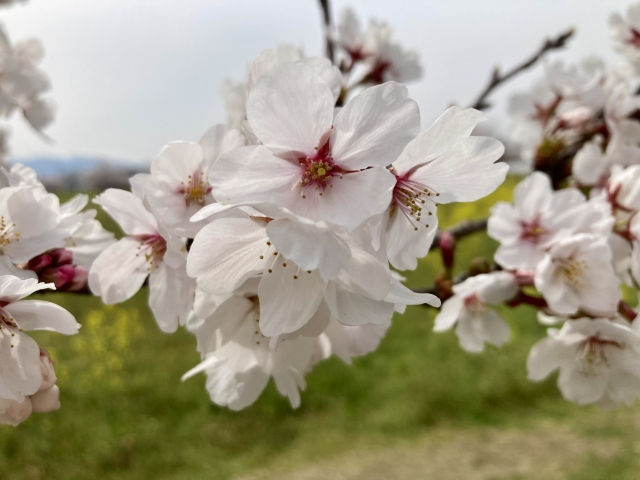 4月の休診案内【2/27更新】