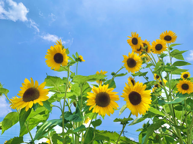 ７月の休診案内