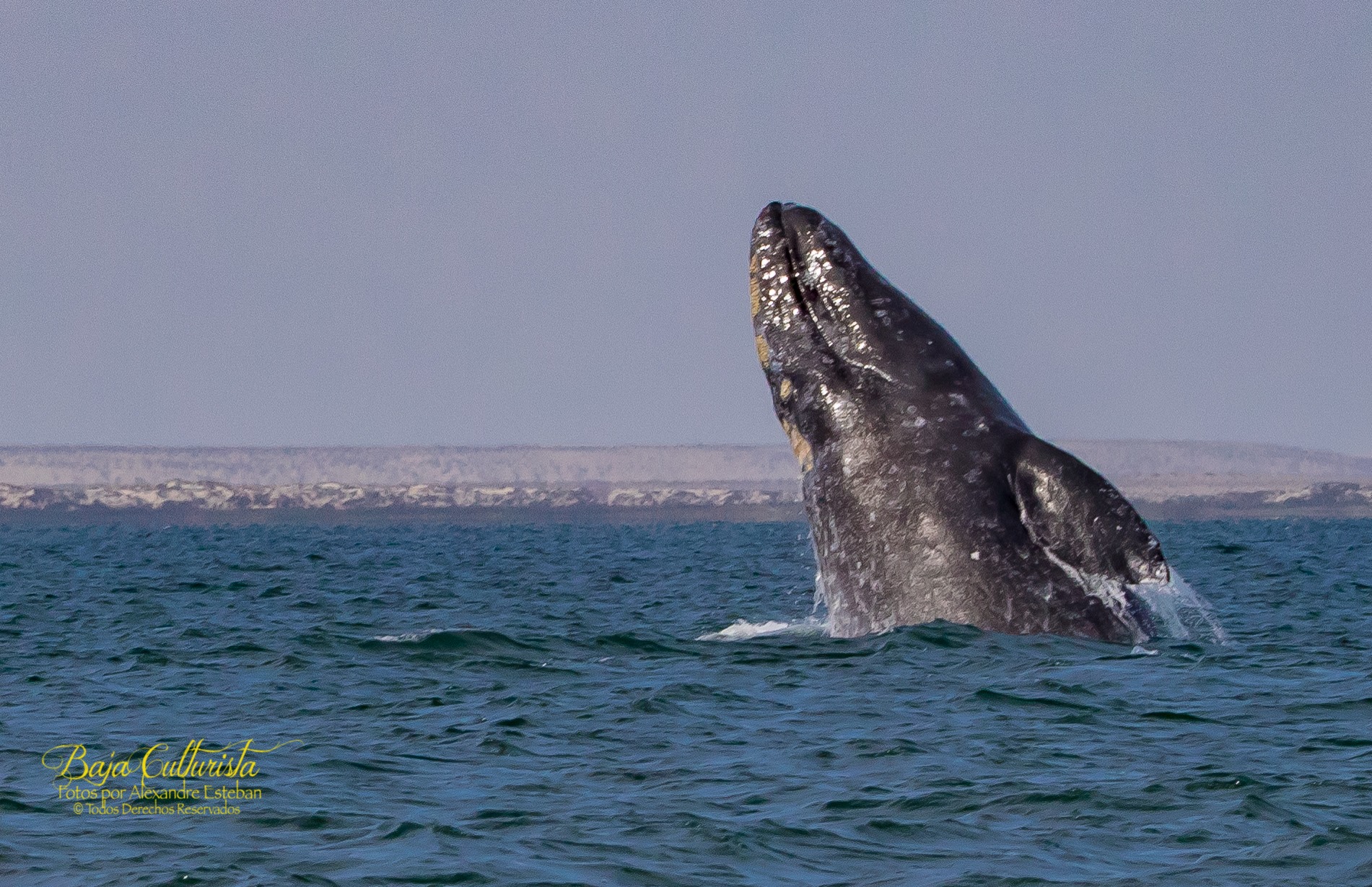 Grey Whales