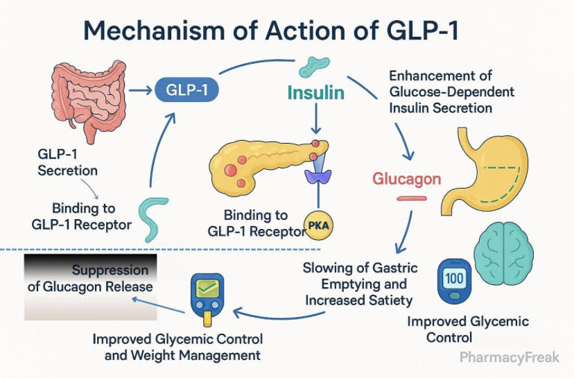 Figure 1: Mechanism of GLP-1 Receptor Agonists. The diagram shows how GLP-1 receptor agonists help regulate blood glucose by increasing insulin release when blood glucose is high, reducing glucagon release, and slowing the movement of food through the stomach. (PharmacyFreak, 2026)