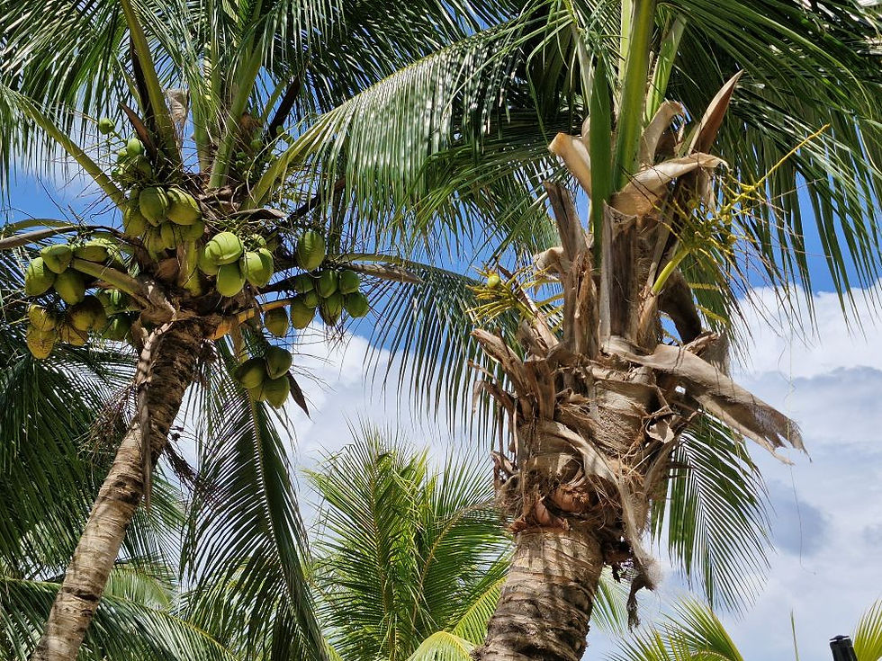 Palmen mit Kokosnüssen